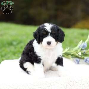 Milo, Cavapoo Puppy